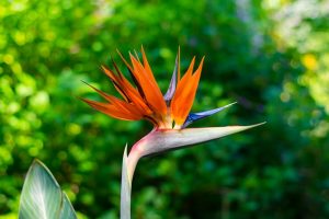 enjoy florida tropical flowers like these is a free thing to do in florida
