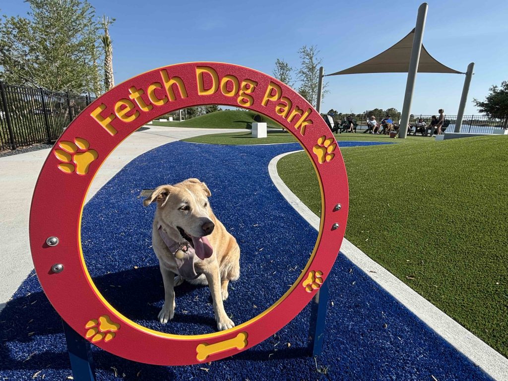 Hana the labrador at fetch dog park in wellen park