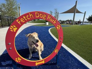 Hana the labrador at fetch dog park in wellen park
