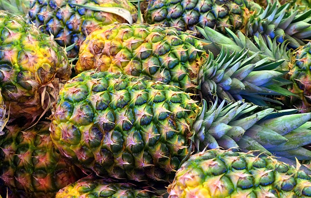 rows and rows of pineapples on their sides